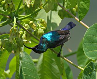 Morogoro Bird Variable Sunbird