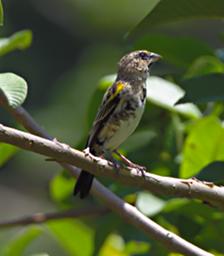 Morogoro Bird Xxx