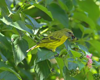 Morogoro Bird Xxx