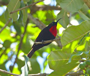 Morogoro Bird Scarlet Chested Sunbird