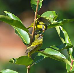 Morogoro Bird Xxx