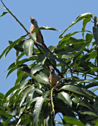 Morogoro Bird Speckled Mousebird
