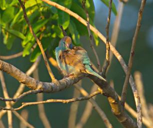 Morogoro Bird Red Cheeked Cordon Bleu F