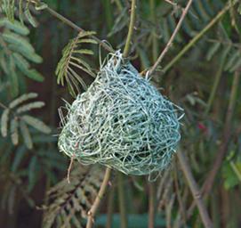Morogoro Bird Weaver Nest