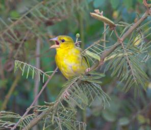 Morogoro Bird Xxx Yellow