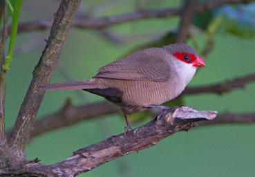 Morogoro Bird Common Waxbill