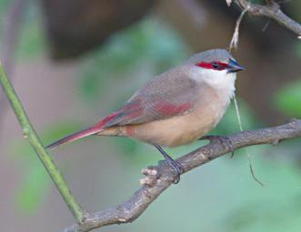 Morogoro Bird Common Waxbill