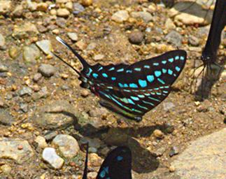 Udzungwa Mts Butterfly Narrow Green Banded Swallowtail Swordtail