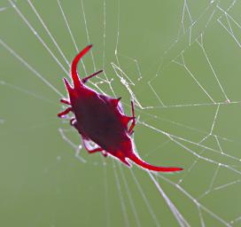 Udzungwa Mts Crab Spider