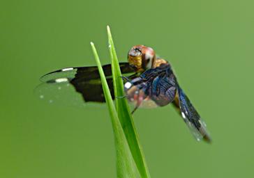 Udzungwa Mts Dragonfly African Black Widow F
