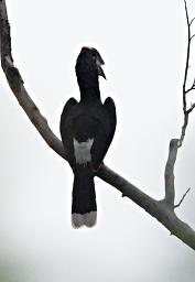 Udzungwa Mts Bird Trumpeter Hornbill