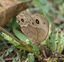 Udzungwa Mts Butterfly Eyed Ringlet