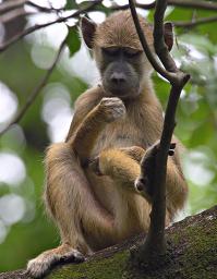 Udzungwa Mts Yellow Baboon