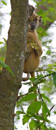 Udzungwa Mts Yellow Baboon