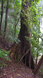 Udzungwa Mts Tree