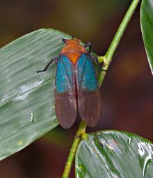 Udzungwa Mts Bug Xxx Orange Turquoise Brown
