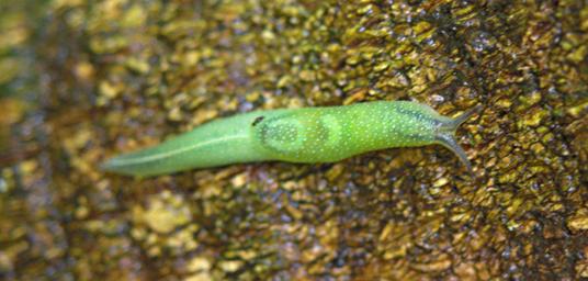 Udzungwa Mts Slug