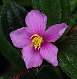 Udzungwa Mts Flower Xxx Magenta