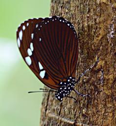 Udzungwa Mts Butterfly Xxx Orange White Blk