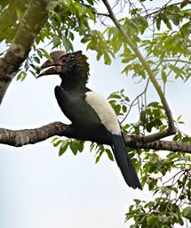 Udzungwa Mts Bird Xxx Silvery Cheeked Hornbill