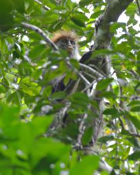 Udzungwa Mts Red Colobus Monkey