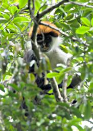 Udzungwa Mts Red Colobus Monkey