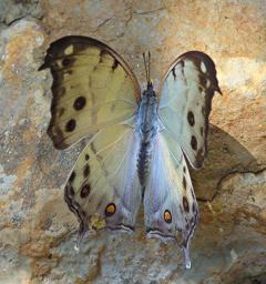 Udzungwa Mts Butterfly Clouded Mother Of Pearl