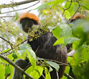 Udzungwa Mts Red Colobus Monkey