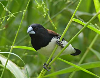 Udzungwa Mts Bird Black White Mannikin