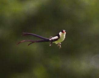 Udzungwa Mts Bird Pin Tailed Whydah