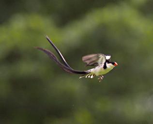 Udzungwa Mts Bird Pin Tailed Whydah