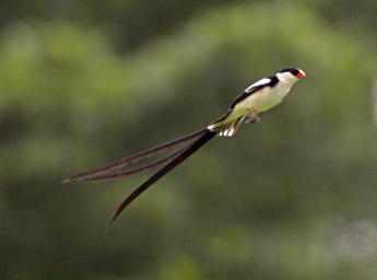 Udzungwa Mts Bird Pin Tailed Whydah