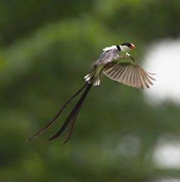 Udzungwa Mts Bird Pin Tailed Whydah