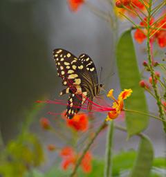 Udzungwa Mts Butterfly Citrus Swallowtail