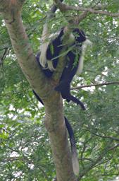 Udzungwa Mts Black White Colobus Monkey