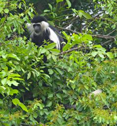 Udzungwa Mts Black White Colobus Monkey