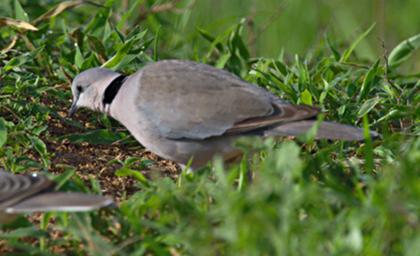 Mikumi NP Bird Ring Necked Dove