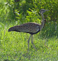 Mikumi NP Bird Black Bellied Bustard