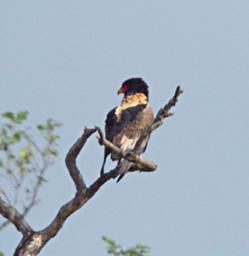 Mikumi NP Bird Bateleur Eagle