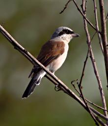 Mikumi NP Bird Isabelline Shrike