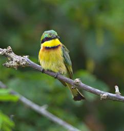 Mikumi NP Bird Little Bee Eater