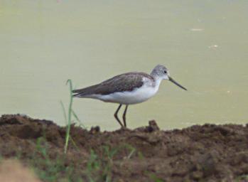 Mikumi NP Bird Common Greenshank