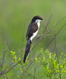 Mikumi NP Bird Lesser Grey Shrike