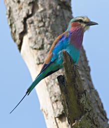 Mikumi NP Bird Lilac Breasted Roller