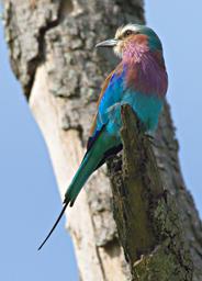 Mikumi NP Bird Lilac Breasted Roller