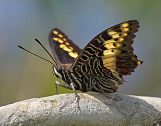 Mikumi NP Butterfly Citrus Swallowtail