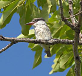 Mikumi NP Bird Striped Kingfisher