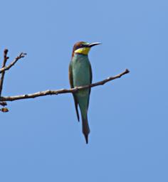 Mikumi NP Bird European Bee Eater