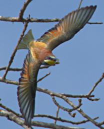 Mikumi NP Bird European Bee Eater