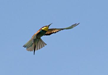 Mikumi NP Bird European Bee Eater